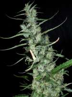 Imagen de BuDDust (Hawaiian Snow)