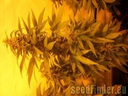 Green House Seeds Jack Herer