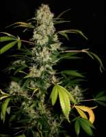 Imagen de SativaFred (Jack Herer)