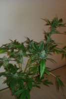 Imagen de tezis666 (Jack Herer)