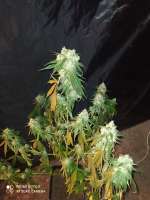 Imagen de Yusssss (Jack Herer)