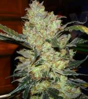 Imagen de mgpawn (Kings Kush)