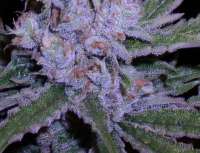 Imagen de papacannabis (Lemon Skunk)