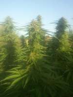 Imagen de DerFlorist (Lemon Skunk)