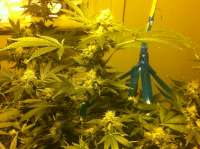 Imagen de NPK420 (Moby Dick)