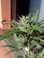 Imagen de cogollaco (Pure Kush)