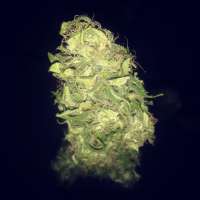 Imagen de manutara (Pure Kush)