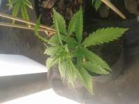 Imagen de manutara (Pure Kush)