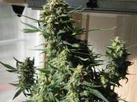 Imagen de Elesde83 (Super Bud Automatic)