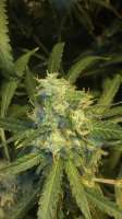 Imagen de budluv1979 [Super Lemon Haze]