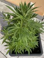 Imagen de Emeraldo (Super Lemon Haze)