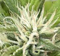 Imagen de Emeraldo (Super Lemon Haze)