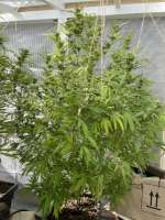 Imagen de Emeraldo (Super Lemon Haze)