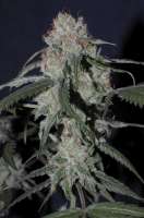 Imagen de Jubei [Super Lemon Haze]