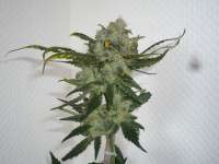 Imagen de merlin (Super Lemon Haze)