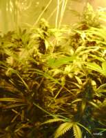 Imagen de linkakajp (White Widow)