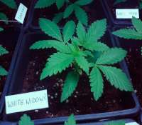 Imagen de junior (White Widow)