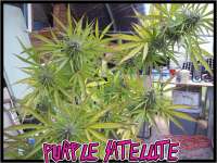 Green Mountain Seeds Purple Satellite - photo réalisée par tropics