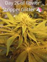 Green Wolf Genetics Stripper Glitter - photo réalisée par ripster420