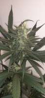 Imagen de AntidoteMan (LA Pure Kush F2)