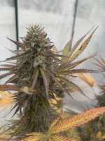 Imagen de VaCollectiveGenetics (Canna Banana)