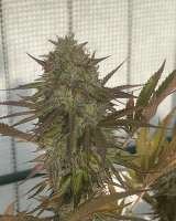 Imagen de VaCollectiveGenetics (Canna Banana)