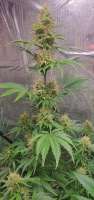 Imagen de Aphotic (CBD Lemon Auto)