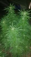 Hero Seeds Old Early Skunk - photo réalisée par Bangatox