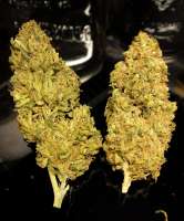 Imagen de HillBillyHerb (Pineapple Gas)