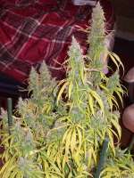 Holy Smoke Seeds Malange Gold - photo réalisée par tropics