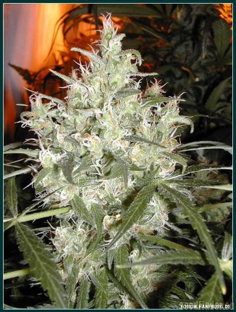 Homegrown Fantaseeds Caramella