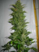 Homegrown Fantaseeds K2 - photo réalisée par Bltentte