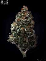 Pic for AK-47 Auto (Huba Seed Bank)