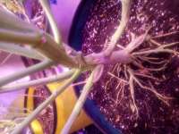 Humboldt Seed Company Purple Panty Dropper Auto - photo réalisée par Scoob