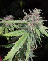 Imagen de alexQC [707 Headband]