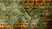 Imagen de Cmog420 (Amherst Sour Diesel)