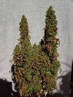 Imagen de mrnicex (Blue Dream)