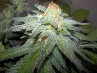 Imagen de WhiteyB (Chocolate Mint OG)