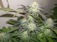 Imagen de WhiteyB (Chocolate Mint OG)