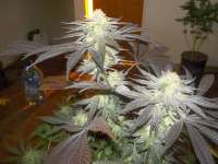 Imagen de WhiteyB (Chocolate Mint OG)