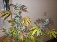 Imagen de WhiteyB (Chocolate Mint OG)