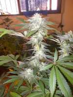 Imagen de WhiteyB (Chocolate Mint OG)