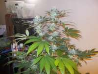 Imagen de WhiteyB (Chocolate Mint OG)