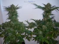 Imagen de merlin (Dedoverde Haze)