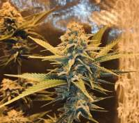 Imagen de TheGreatWhite (Dedoverde Haze)