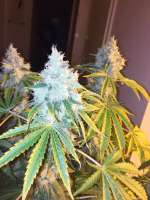 Imagen de delahouse1 (Green Crack)