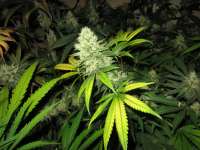 Imagen de admin (Green Crack)