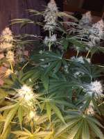 Imagen de delahouse1 (Green Crack)