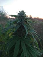 Imagen de NoJoke (Lost Coast OG)