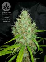 Humboldt Seed Organisation OG Kush - photo réalisée par pineappleltd